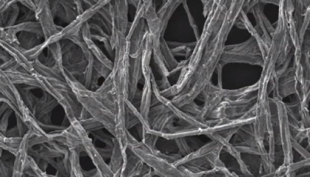 Fibres de cellulose