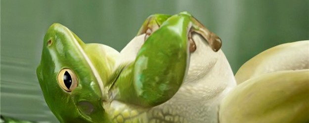 Grenouille obèse